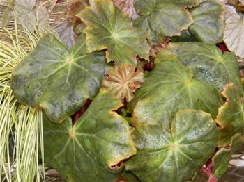 Begonia Black Chamois